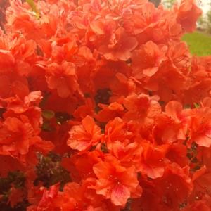 Meet your Posher, Skye